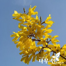 개나리57160-1