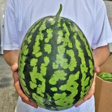 고당도 수박 8kg 국산 맛있는 고창 수박 진맛깔