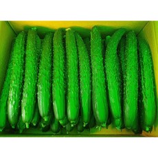 <해돋이농산> 국내산 오이 가시오이 청오이 특품 1박스(10kg내외), 10kg내외(1박스), 1개