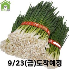 노지흙쪽파8월
