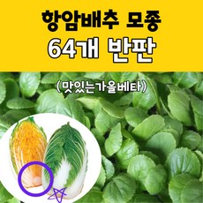 모두다팜 항암배추모종 64개 반판 김장배추 모종 맛있는가을베타 모종 황금배추 알배기배추 모종