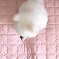 불로홈 강아지 고양이 쿨매트 인견 패드 방석 반려동물 여름 방석 쿨 애견, 인디핑크, 1개