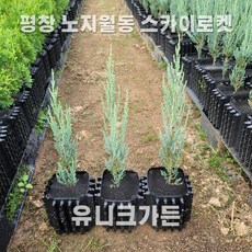 [유니크가든] 평창 스카이로켓 향나무 키 50cm전후 화분묘 상록수 울타리 추위에 강한 나무, 1개