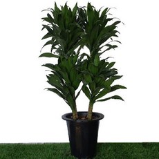 드라세나콤팩타