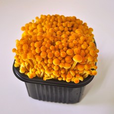 무농약 황금 갈색 팽이버섯 4팩(1팩당 200g 내외), 4팩(1팩 당 200g)
