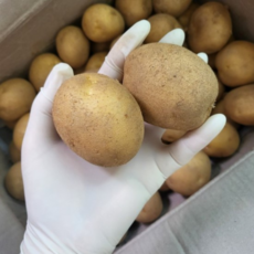 국내산 24년 포슬포슬 햇감자 수미감자, 1개, 감자 10kg (중)