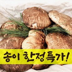 참조은식품 자연산 송이버섯 2024년 한정특가! 수입산 백두산 송이버섯 선물용 가정용, 1개, 운남 자연산 송이버섯 특4등품 500g