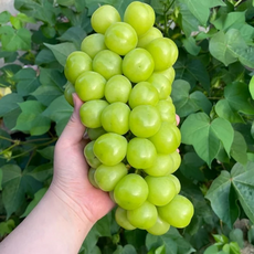 똘망 김천 샤인머스켓 프리미엄 산지직송, 1개, 4kg(6수)