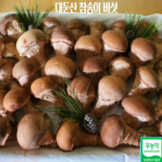 [대둔산참송이버섯농장] 친환경 유기농 대둔산 참송이버섯/ GAP인증/무농약인증/산지직송, 500g, 3등급