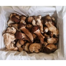 참말로 국산 참송이버섯 1kg, 1개
