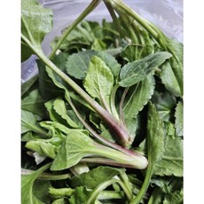 국산 산지직송 울릉도취나물 1kg 부지깽이 부지갱이 울릉도나물 생채 봄나물 청정지역 농가직송 국내산, 울릉도취나물1kg, 3개