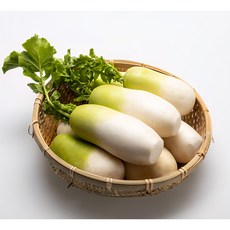 [오늘야채] 25년 전라도 황토무(산지직송), 1박스, 5kg(3-5수)