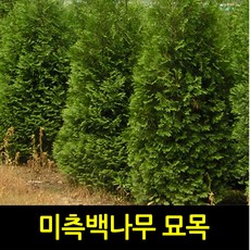 미측백