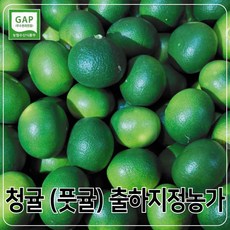 [MD추천] GAP인증 대지농원 청귤 풋귤 5kg 10kg 청귤출하지정농가, 1박스