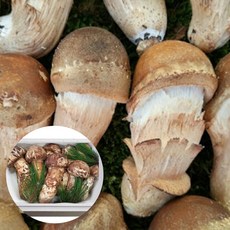 참송이버섯