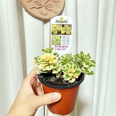 아틀란티스식물