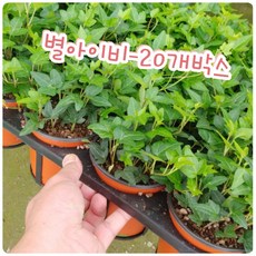 비즈빔아이리스