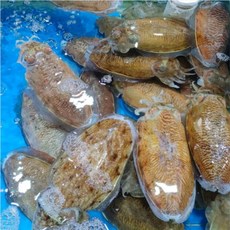 군산 생물 활 갑오징어 숙회 찜 횟감용 1kg, 1통, 1000g (8미 내외)
