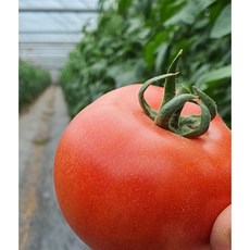 짭짤이토마토-추천-상품