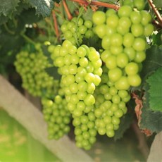 목하원예조경 포도나무 묘목 (샤인머스켓) 망고포도 3년생 결실주 분