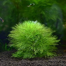 자이언트암브리아