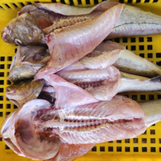 금성호조업 강원도 국산 생물대구 이리(고니) 대구곤이 대구곤, 1개, 손질생물70cm왕대구살 2kg