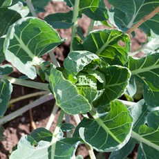 방울다다기양배추다이어트