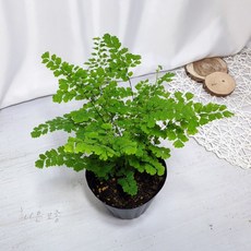 아디안텀 고사리 공기정화식물 행잉플랜트