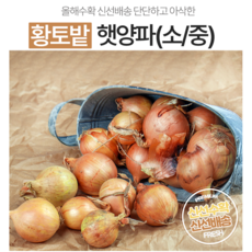 24년 국내산 단단한 무안 황토밭 햇양파 꼼꼼선별 3kg 5kg 10kg 사이즈 소 /중