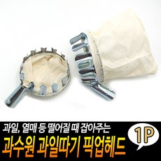 과일따기체험