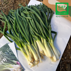GAP 양대파 산지직송 구워먹는 양파 대파 양파순, 비손질 1kg, 1개