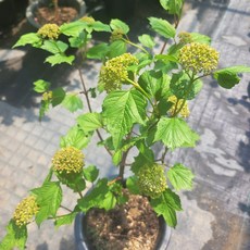수국불두화