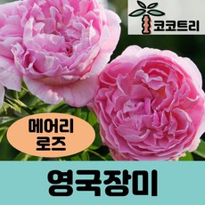 [코코트리] 영국장미, 1개, 메어리로즈(땅장미)