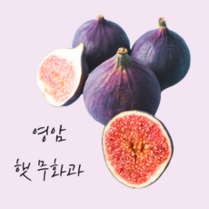 영암생무화과