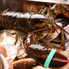 랍스터 랍스타 대왕랍스터 활랍스터, 랍스터 500g