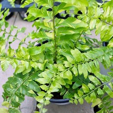 무늬보스턴고사리