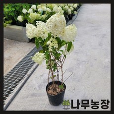 목수국라임라이트