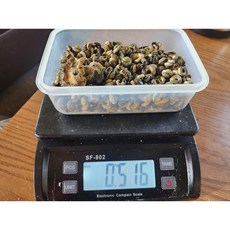 완도 자연산 자숙 보말 참고동 갯고동 삿갓조개 믹스 300g 500g 보말죽 고둥조림 소 1박스, 1개