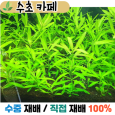 수초카페) 하이그로필라 포리스페루마 5촉 중/후경수초 초보수초 자연수초 관상수초 재배수초