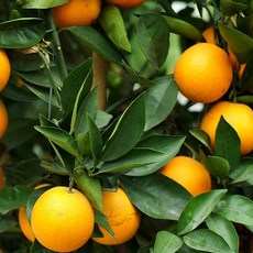 과일 고당도 orange 노블레스 오렌지, 1박스, 3kg