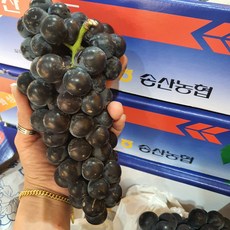 송산캠벨포도