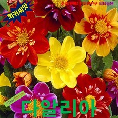 [꽃씨] 다알리아 댄디 (Dahlia Dandy) 10립