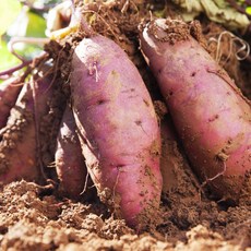 충남당진이강문