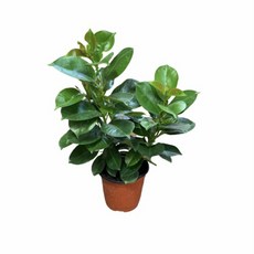 유기엔틱제사삼족향로원통불구향로가정용실내공급불순동합금삼각련레이스단향로제공재신급관