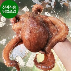 문어2키로