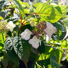 [서진스토어] 신품종 원예수국 산수국 차수국 하이렌드티아 6치화분 개화주