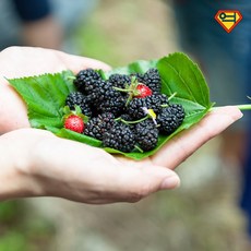 [억수로상회] 고창 산지직송 햇 토종 오디 (청일/특품) 급냉 2kg, 1개 - 레실리오디