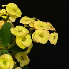 꽃기린 다육식물 선인장 사계절 꽃 키우기 쉬운, 노랑, 노랑, 1개