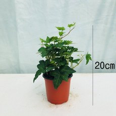 a468450a62da8ce47e8b37a9fca4c4453039259a57b03dd26a59b13b7f43.jpg