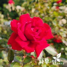 [나무인] 사계덩굴장미 줄장미 다이나마이트품종 빨강색, 1개